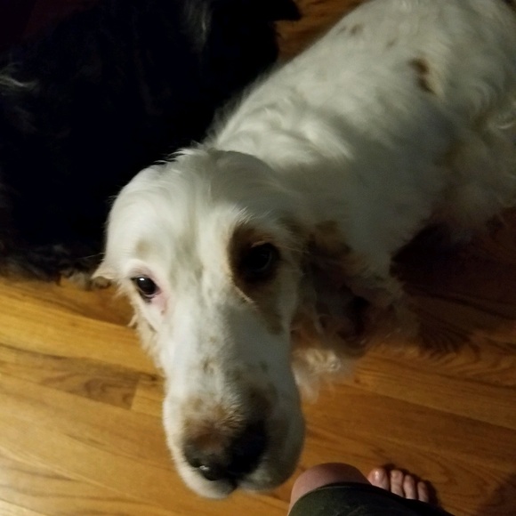 Meet your Posher, Susan - Picture 1 of 1